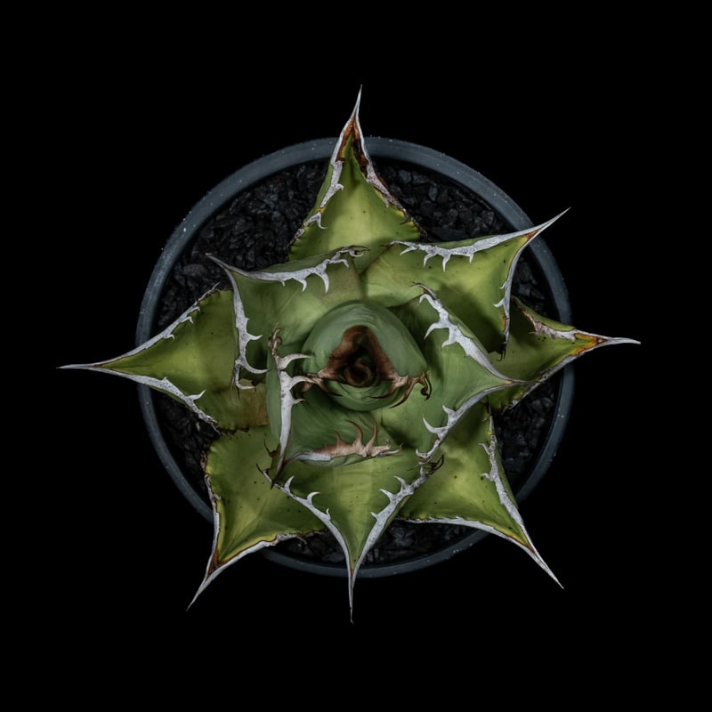 アガベ チタノタ 黒桃 / Agave titanota 'Spade' #1 | Ducks