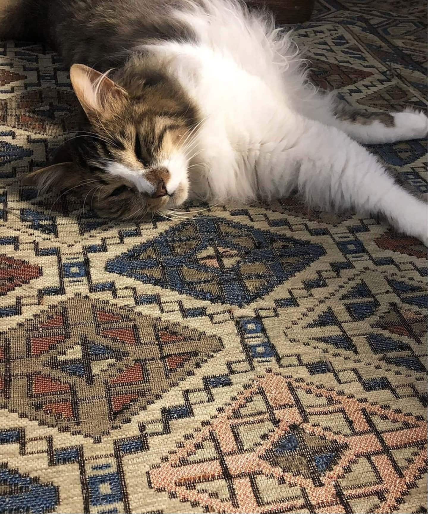 GLENOAKS RUG 200x250 グレンオークスラグ（ラグ・マット）｜ACME