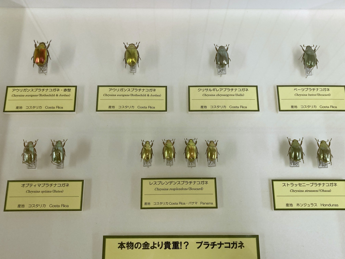 Chrysina chrysargyrea 標本 クリサルギレアプラチナコガネ 保管状態が