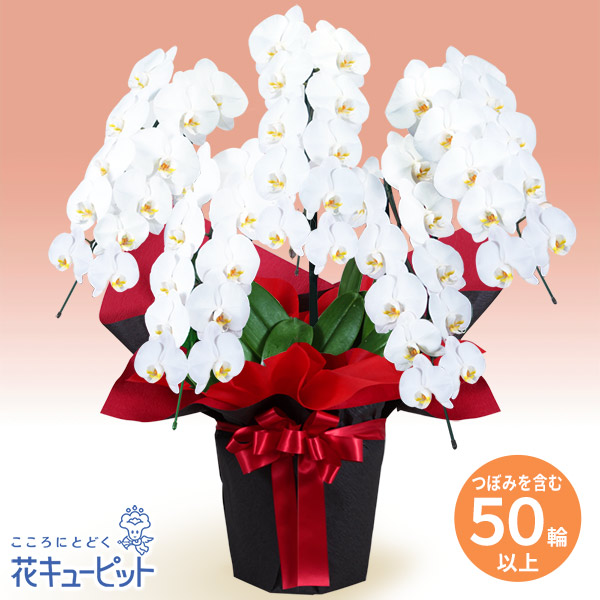 胡蝶蘭 5本立（つぼみを含む50輪以上）赤系ラッピング - 花鉢（胡蝶蘭