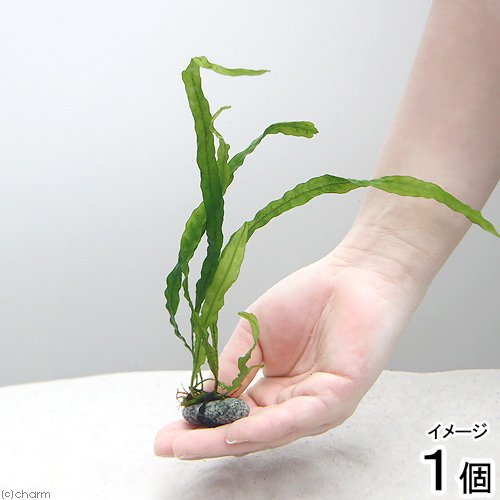 ミクロソリウム セミナロー石付(水中葉)(無農薬)(1個) | チャーム