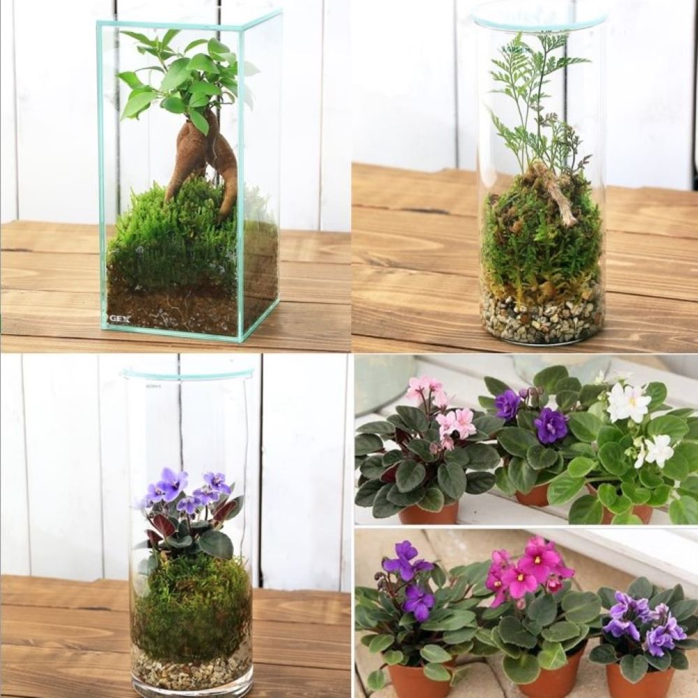 お家で簡単に自然が楽しめる! 苔テラリウム 3種類セット(1セット