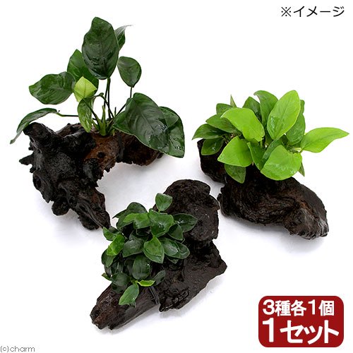 定番のアヌビアス ナナ3種流木SSサイズ(約10cm)セット(水上葉)(1セット