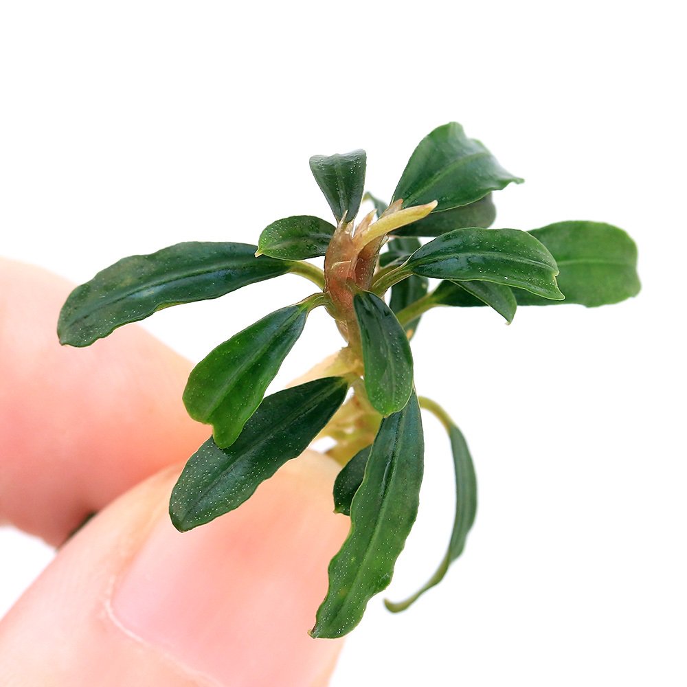 ブセファランドラsp.ボヤンミニナロー(東南便)(水上葉)(1株) | チャーム