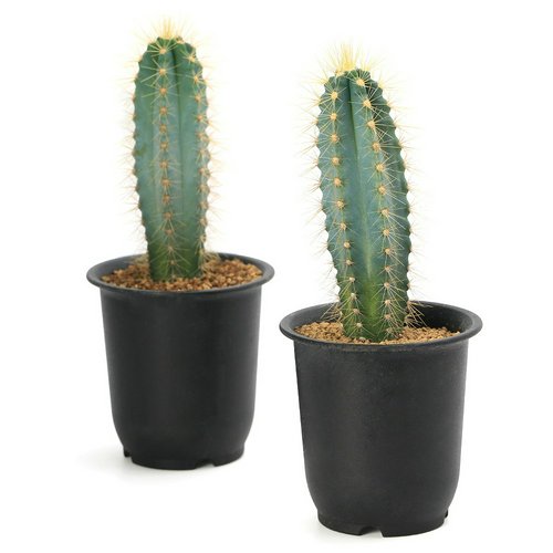 サボテン ピロソケレウス アズレウス 3号(1ポット) | チャーム