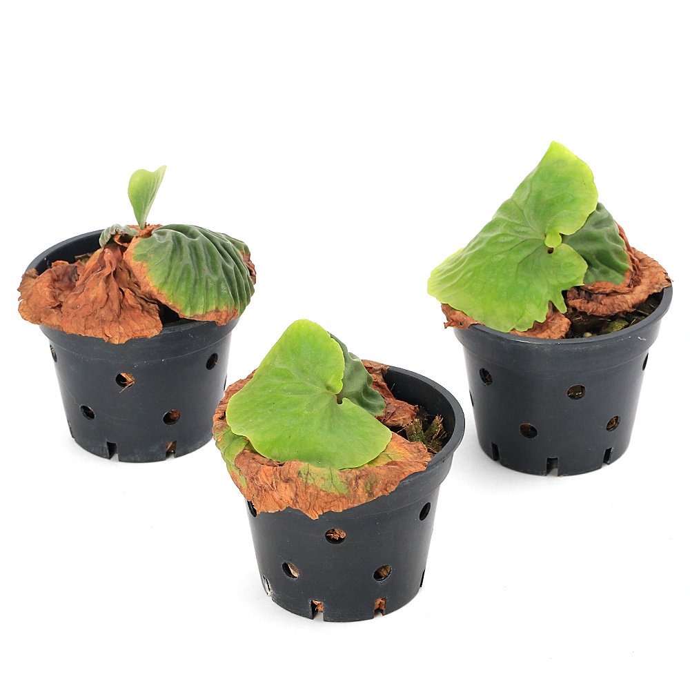 ビカクシダ マダガスカリエンセ 3号(1鉢) | チャーム