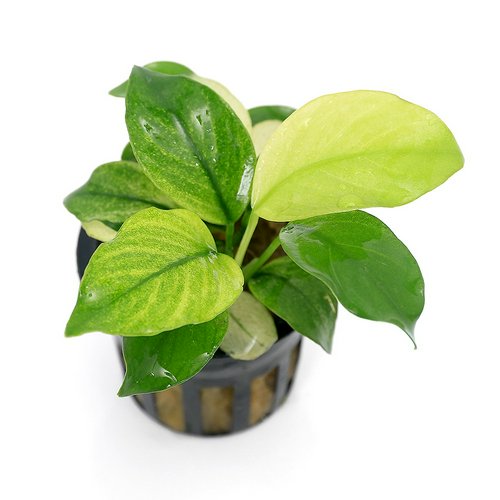 アヌビアス バルテリー ブロードホワイト(水上葉)(1ポット分) | チャーム