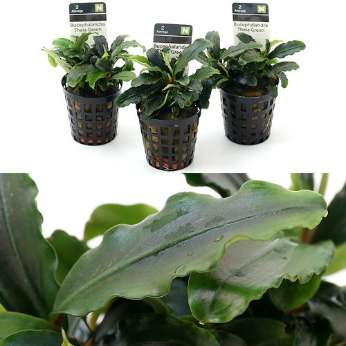 ブセファランドラsp.ティアグリーン(アクアフルール)(1ポット) | チャーム