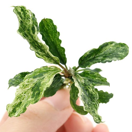 ブセファランドラsp.グリーンウェービー 斑入り(水上葉)(インボイス)(1