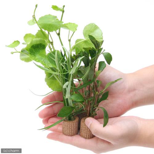 メダカ 初心者 置くだけ簡単 ライフマルチ(茶)おまかせ水草3種(水上葉