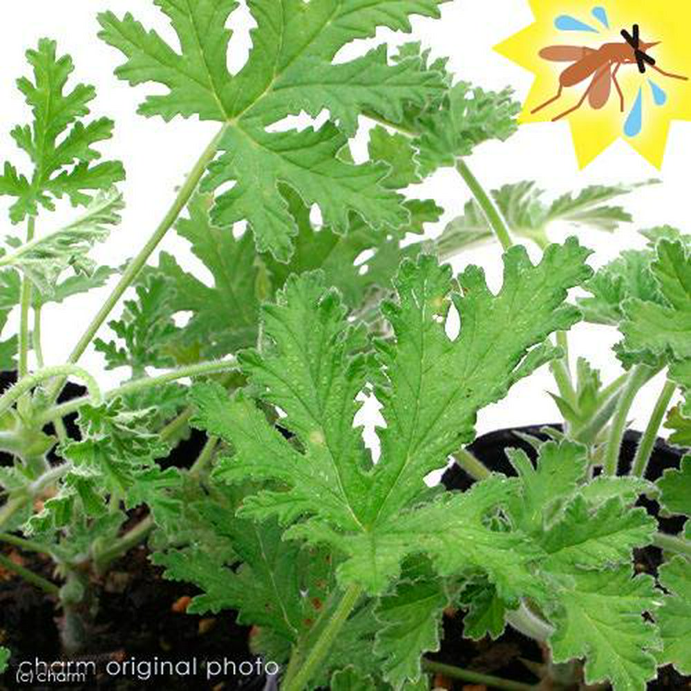 ハーブ苗 ハーブゼラニウム 蚊香龍(カコロン) 3号(1ポット) 家庭菜園