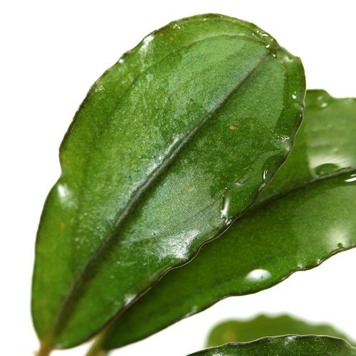 ブセファランドラsp.トリカラー(水上葉)(1株) | チャーム