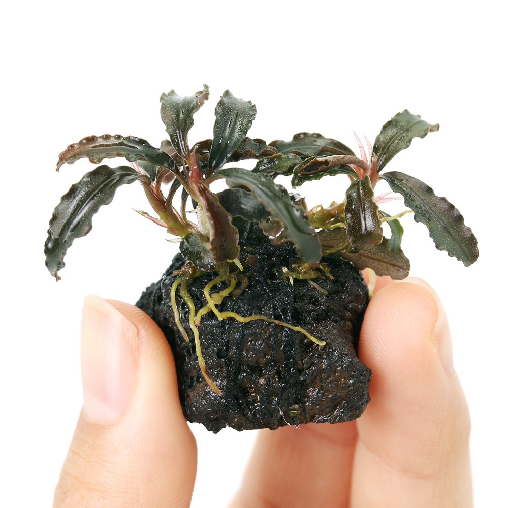 プチ溶岩石付き ブセファランドラsp.ゴジラ(クダガンレッド)(東南便