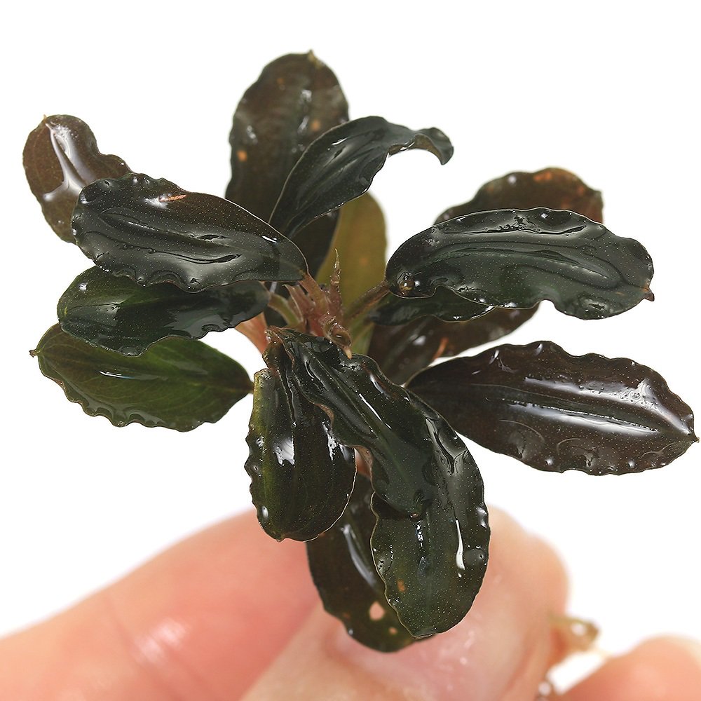 水中葉】ブセファランドラ sp.Black Wave【流木付き】 水中葉