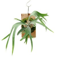 ビカクシダ/コウモリラン | チャーム