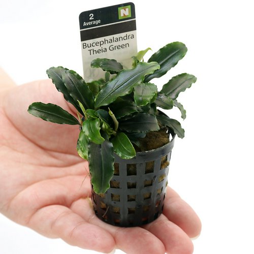 ブセファランドラsp.ティアグリーン(アクアフルール)(1ポット) | チャーム