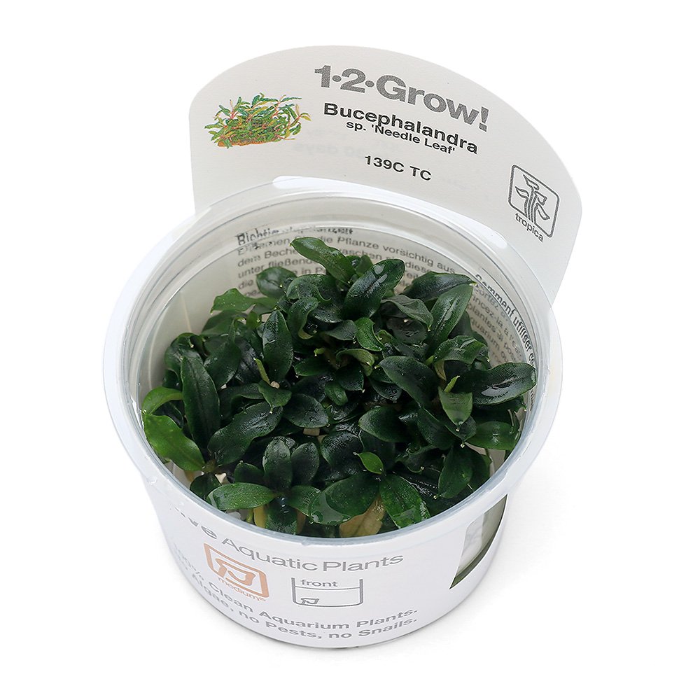 組織培養1-2-GROW! ブセファランドラsp.ニードルリーフ(1カップ