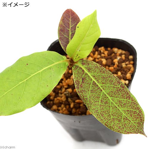 大小様々 無農薬マジックリーフ 天然ももたまな葉 1500 枚 とし大小