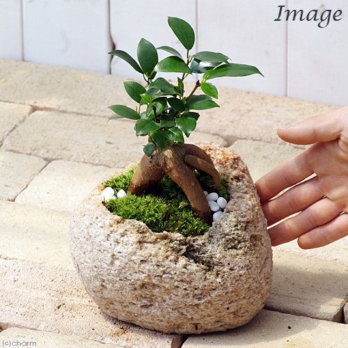 小さい インテリア 苔盆栽 ガジュマル 抗火石鉢植え Mサイズ(1鉢)苔
