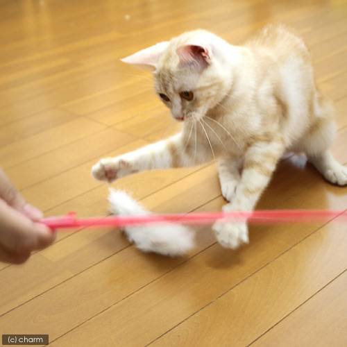 猫じゃらし キャティーマン じゃれ猫 おどり 猫 猫用おもちゃ