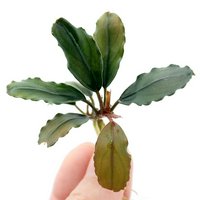 ブセファランドラ | チャーム