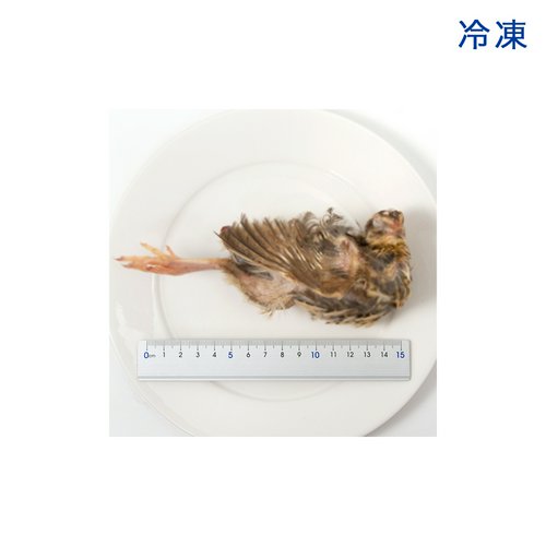 冷凍☆アダルトウズラ 内臓未処理 1羽 別途クール手数料 爬虫類 猛禽類