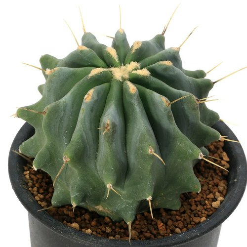 サボテン フェロカクタス 刺無王冠竜(トゲナシオウカンリュウ) 3号(1鉢