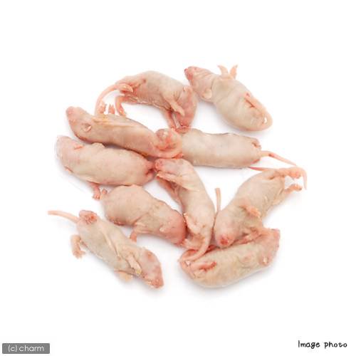 冷凍☆富城 ピンクマウスL(10匹)(約4cm)冷凍マウス 別途クール手数料