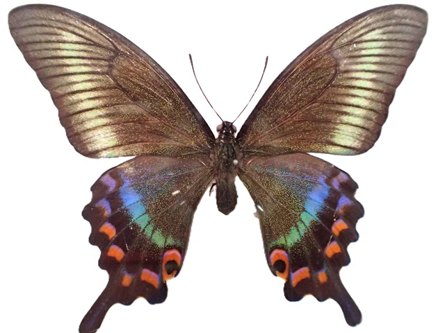 日本のアゲハ②ミヤマカラスアゲハ | 大田原市ふれあいの丘自然観察館