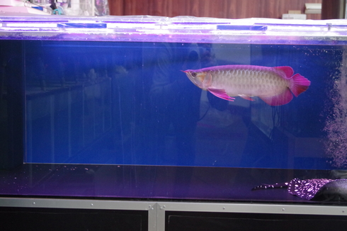 ゼンスイLED ビューティルクス