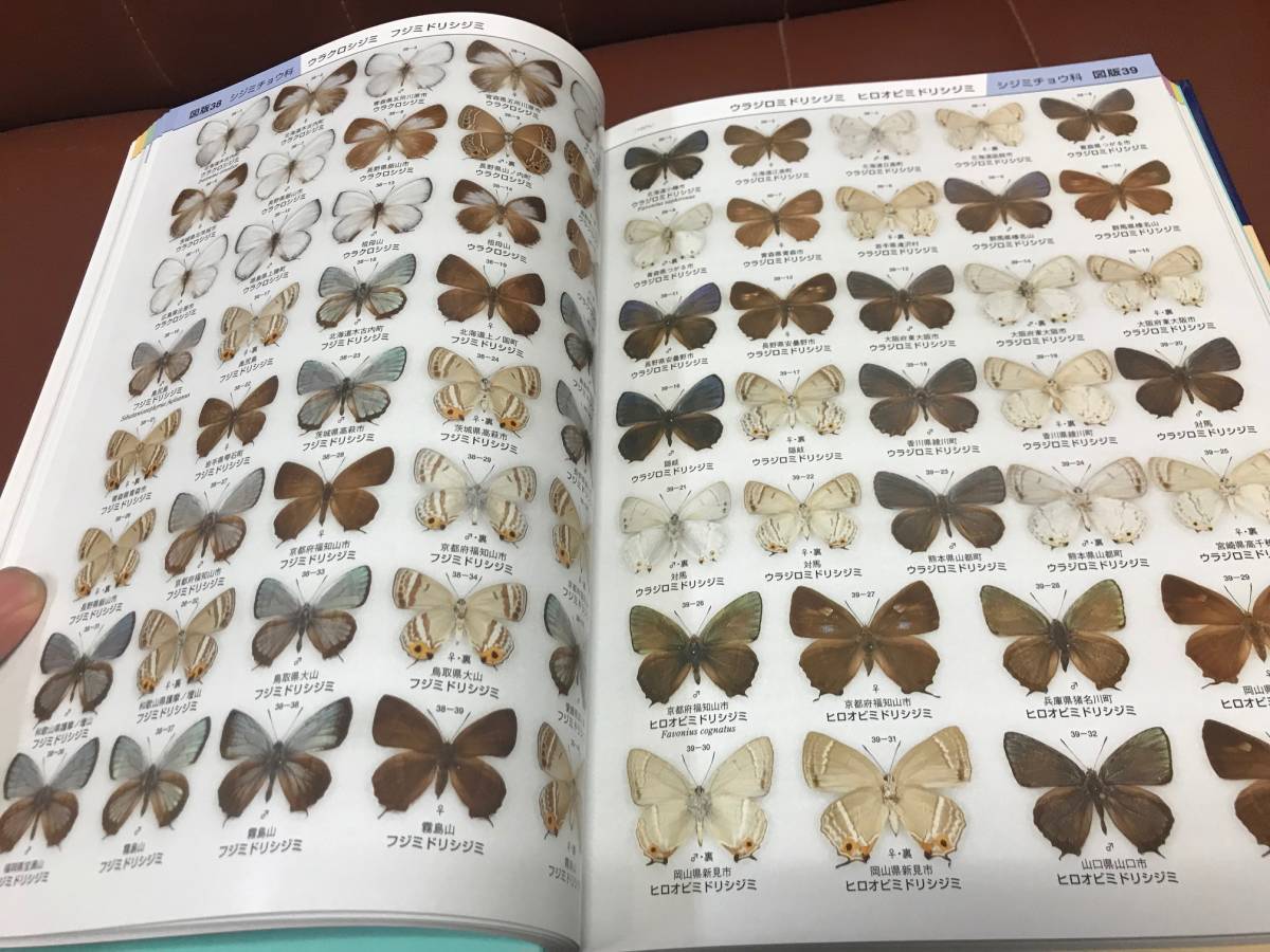 希少品・絶版本】日本産蝶類標準図鑑 白水隆 ・学研 日本産蝶類標準