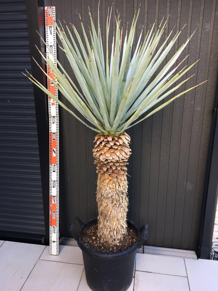 AL1154】ユッカ リギダ ホワイト個体 24cm鉢 AL1154】ユッカ リギダ