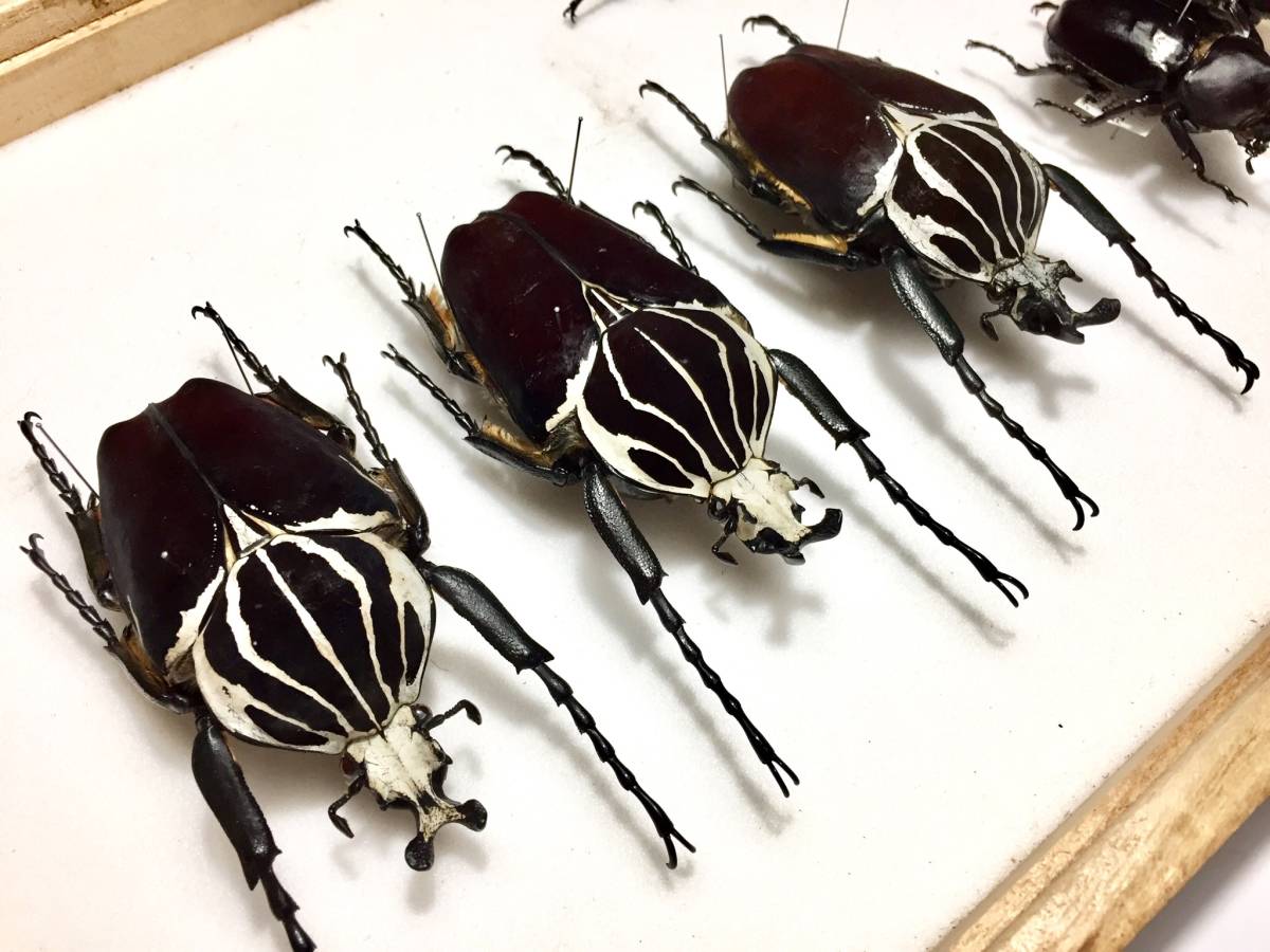 F*f様 カメルーン ゴライアスオオツノハナムグリ 約90mm 90mm】シラフ