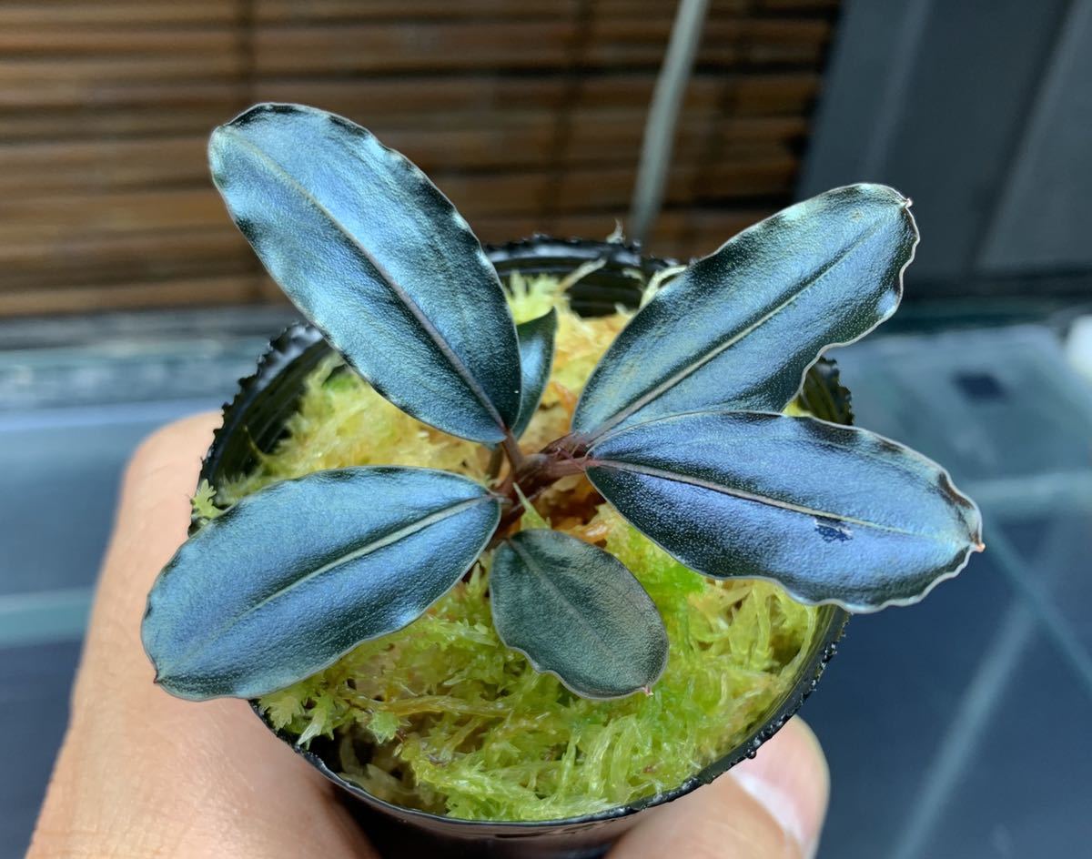 て*る様 Bucephalandra sp. Thia blue ブセファランド Bucephalandra