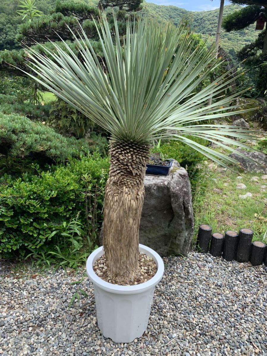 ユッカ ロストラータ24-563シルバーブルー ユッカ ロストラータ