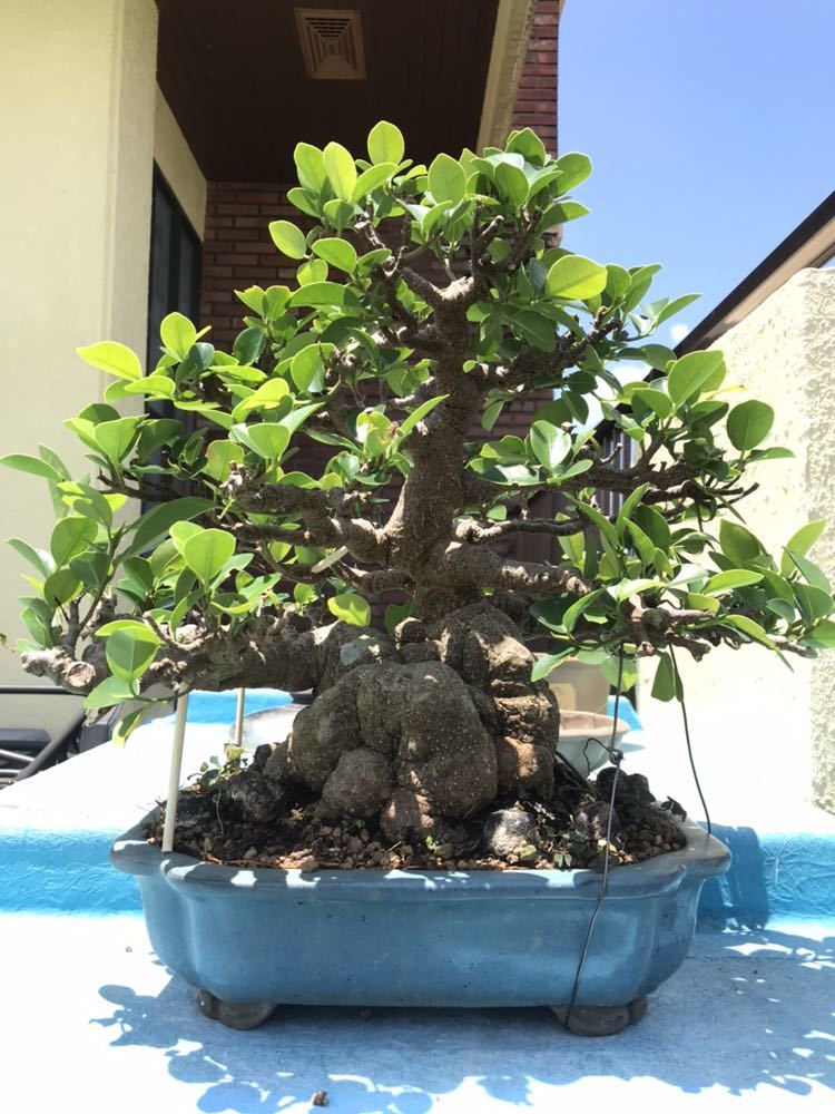 沖縄産 パンダガジュマル盆栽 パンダガジュマル 希少 盆栽 沖縄県発送