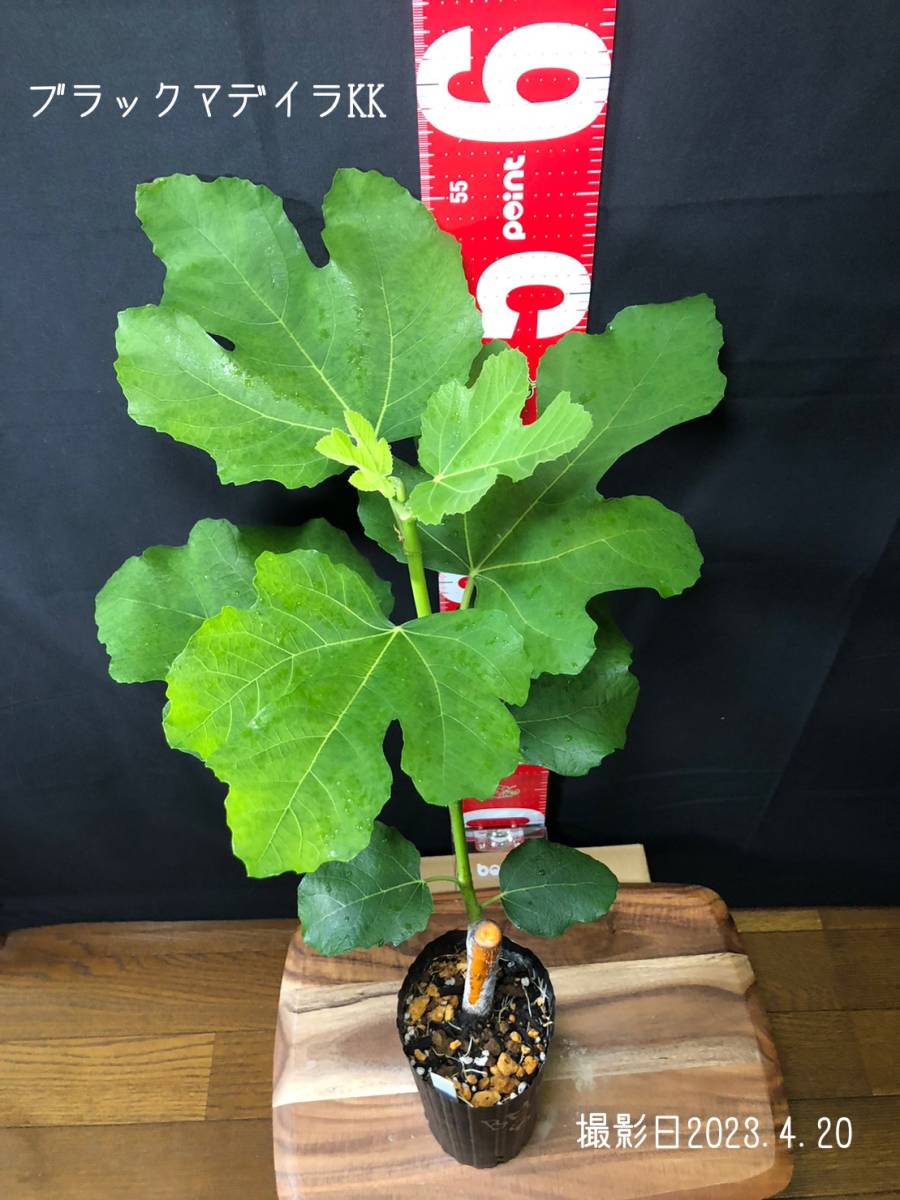 イチジク ブラックマデイラ 8号鉢植えと穂木4本 №1 元祖ブラック