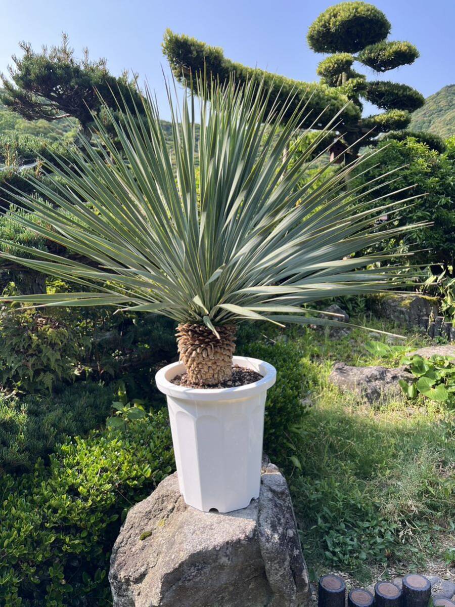 AL1194】ユッカ ロストラータ 超希少4分頭株 AL1194】ユッカ