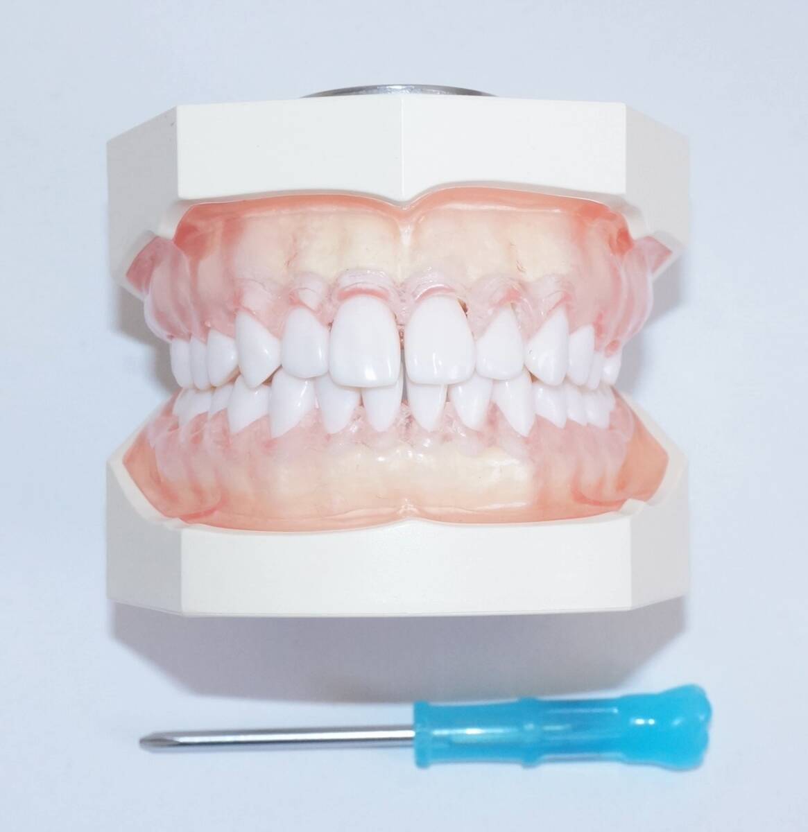 NISSIN DENTAL MODEL 可動式上下顎模型 NISSIN DENTAL MODEL 可動式上