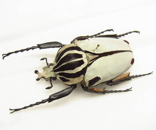 F*f様 カメルーン ゴライアスオオツノハナムグリ 約90mm 90mm】シラフ