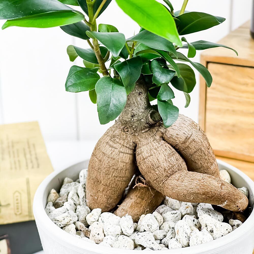 PLANCHU 観葉植物 ガジュマル 4号樹脂鉢 ホワイト サスティー付き