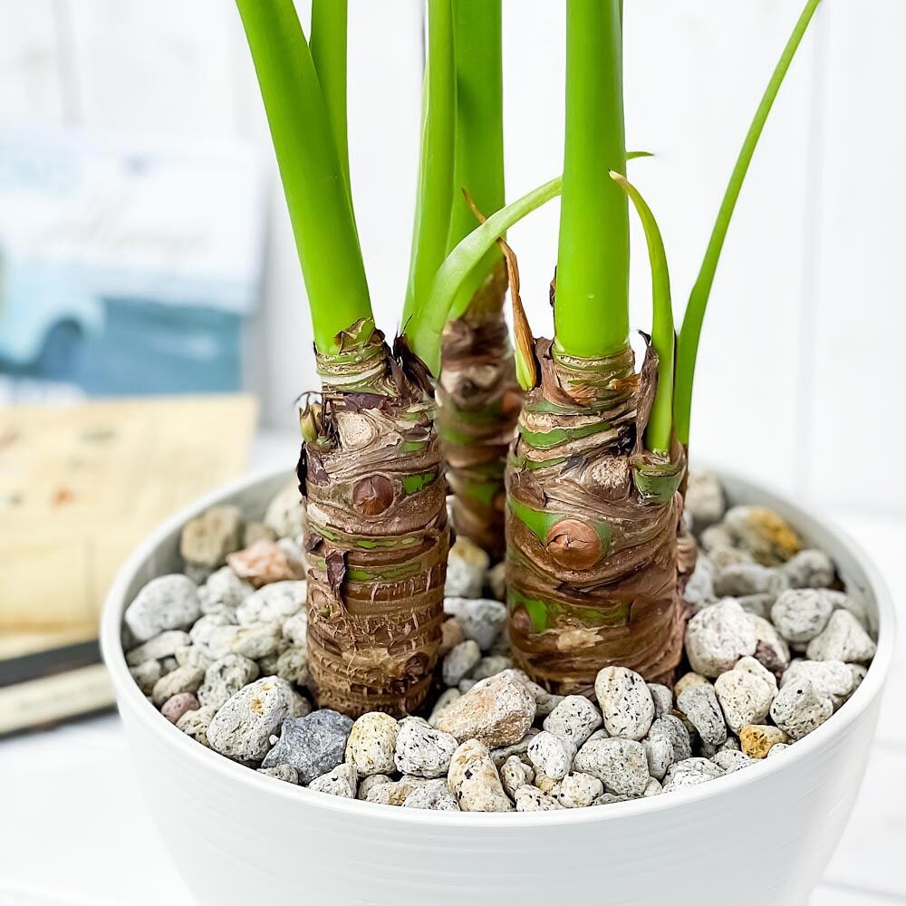 PLANCHU 観葉植物 アロカシア シマクワズイモ 8号平鉢 受け皿付き 育て