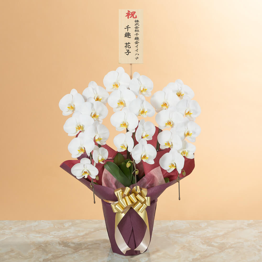 大輪胡蝶蘭「3本立ち（白）～スタンダードクラス～」｜法人向け