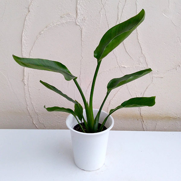 園芸ネット本店｜ストレリチア：オーガスタ4号鉢入り の通販【公式】