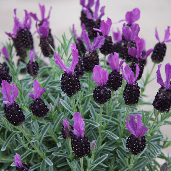 園芸ネット本店｜フレンチラベンダー：シフォン パープル3.5号2株