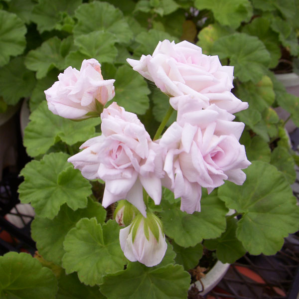 園芸ネット本店｜[26年4月下旬予約]ゼラニウム（バラ咲き）：ミル