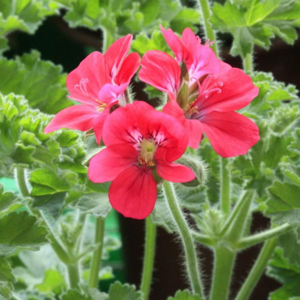 園芸ネット本店｜ニオイゼラニウム：ミセスキングスリー3号ポット の