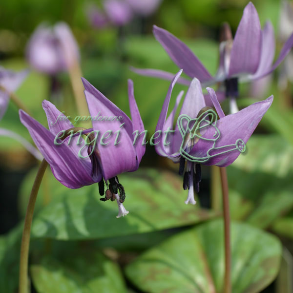 園芸ネット本店｜カタクリ（1球植え）2.5～3号ポット の通販【公式】