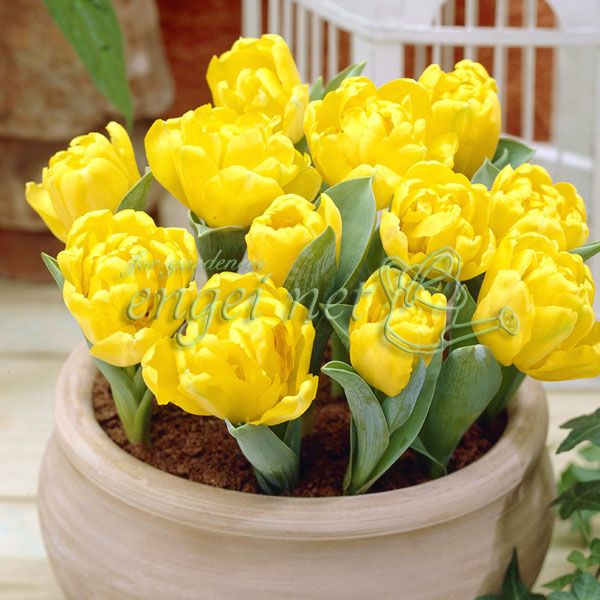 専用 イエローチューリップとイエロープリムラ クレイフラワー 専用