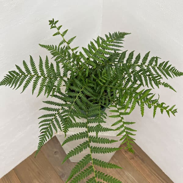 園芸ネット本店｜ディクソニア：アンタルクティカ 5号鉢植え の通販